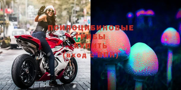 apvp Алзамай